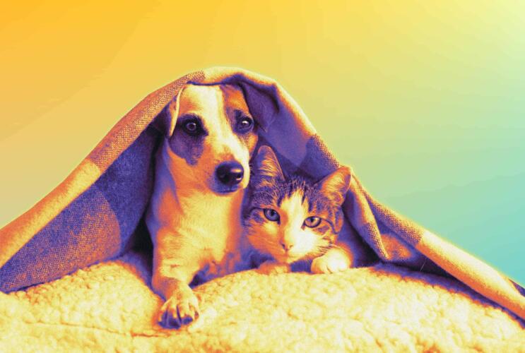 كيف تحافظ على نظافة منزلك وصحة حيوانك الأليف بوقتٍ واحد؟