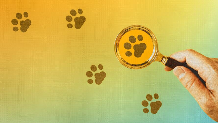 8 نصائح لإيجاد قطتك الضائعة