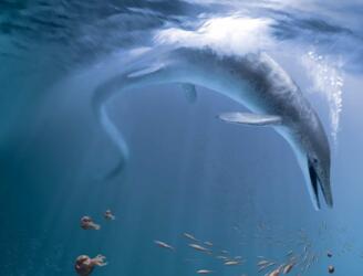 الزواحف العملاقة