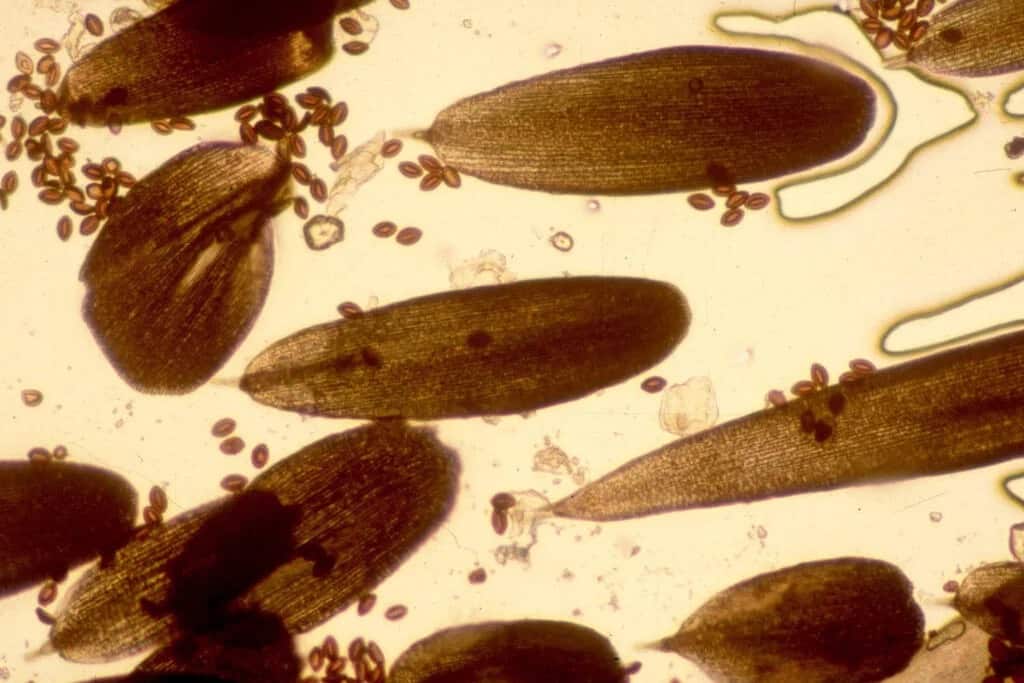 تعرف على الطفيلي الذي يمكن أن يقتل ملايين الفراشات الملكية أثناء هجرتها