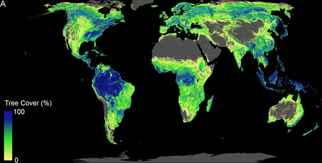 تشجير, غابات, التغير المناخي, أشجار