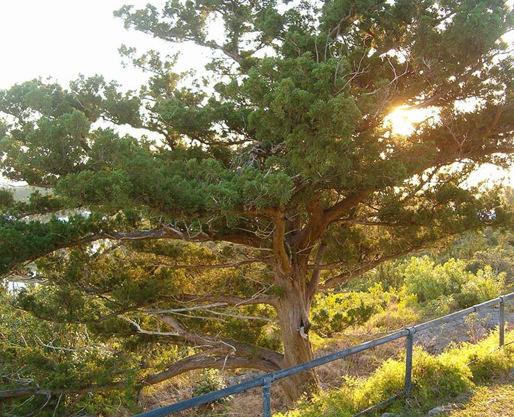 شجرة, نباتات نادرة, شجرة أرز برمودا