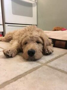 حيوانك الأليف