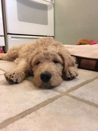 حيوانك الأليف