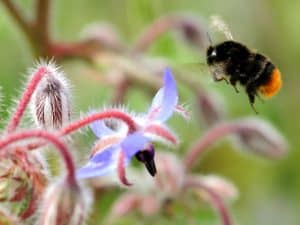 حقوق الصورة: لوسي هولمز نحلة ذات ذيل أحمر (Bombus lapidarius) تهمّ بتناول غذائها حلو المذاق.
