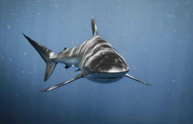 ما الذي يعنيه تكيف أسماك القرش للعيش بالقرب من المدن؟