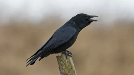 دراسة جديدة تُبيّن أن الغربان قد تتمتع بقدرة متقدمة على تقدير الكميات