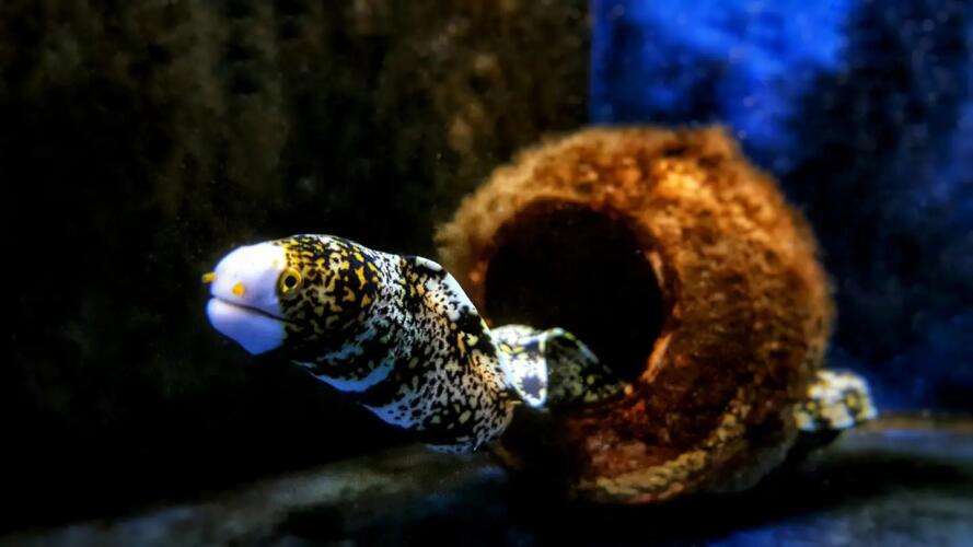 كيف تساعد قدرة الحيوانات على التخفي في تطوير التشخيص الطبي؟