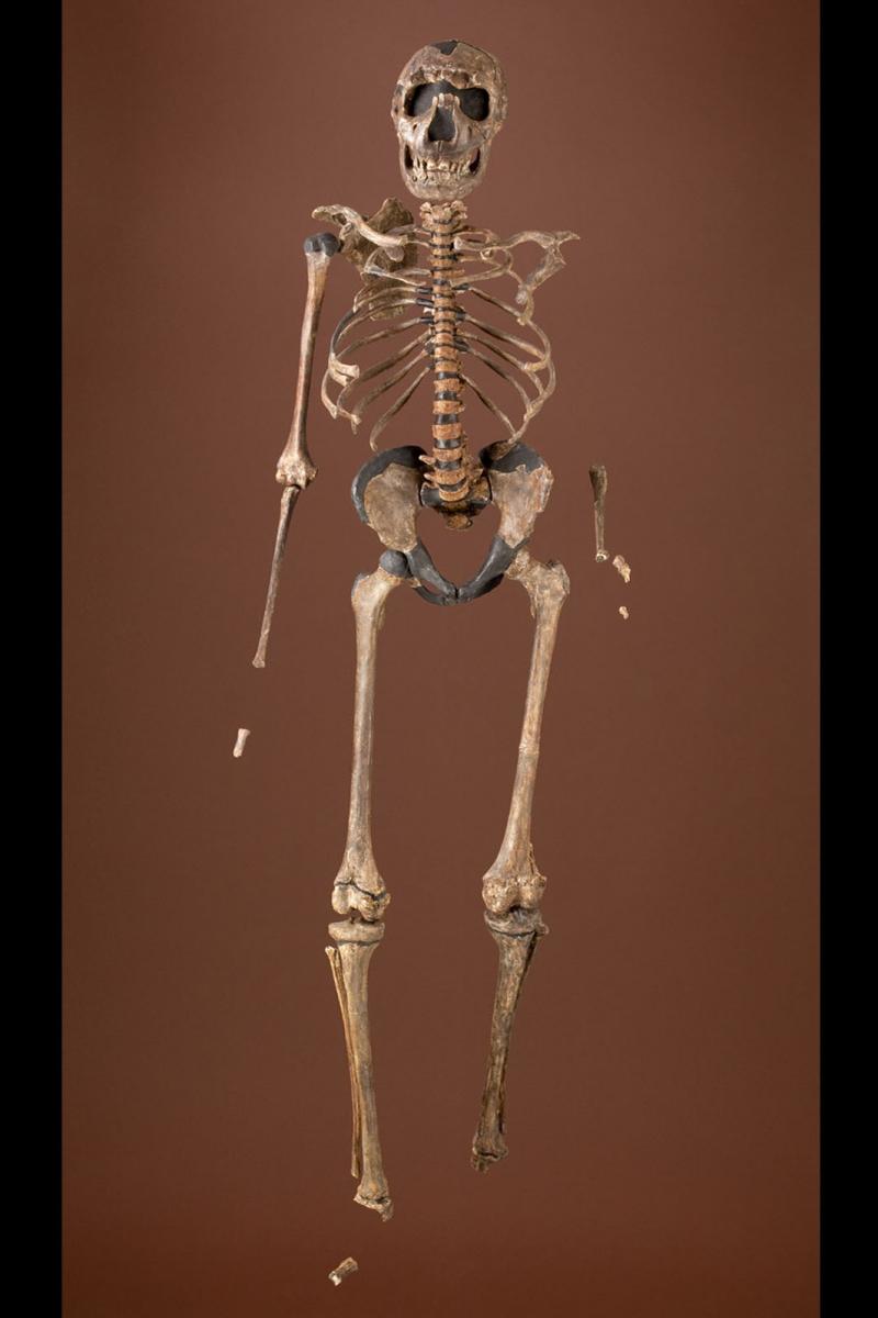 أكل اللحوم والإنسان المنتصي