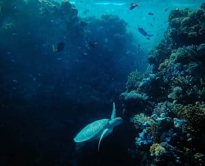 محيطات, أصوات, تلوث المحيطات, سلحفاة بحرية