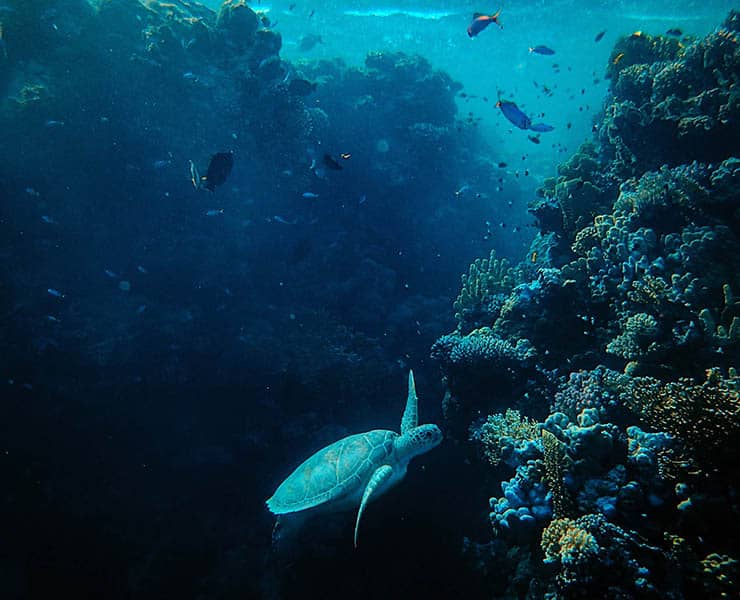 محيطات, أصوات, تلوث المحيطات, سلحفاة بحرية