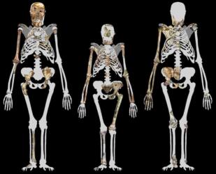 المشي على قدمين عند البشر