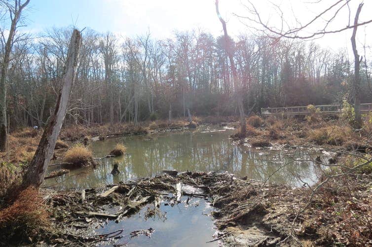 القنادس والبيئة