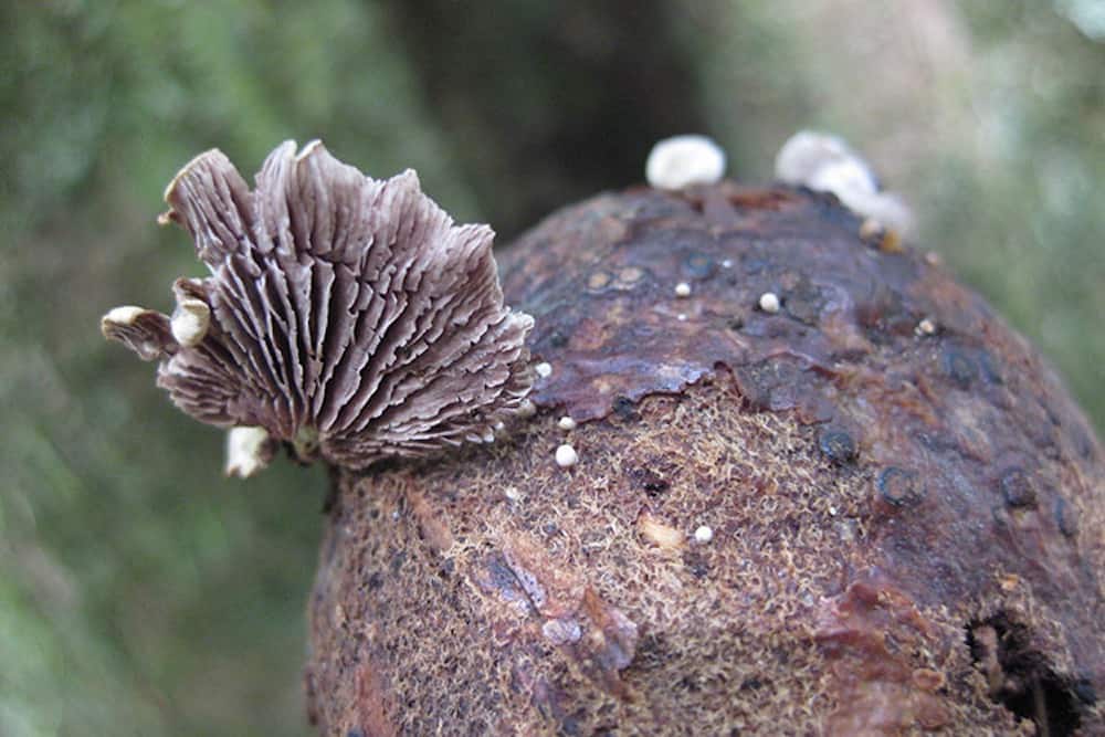 أهمية دراسة الفطريات في معرفة النظم الحيوية
