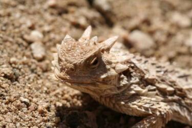 5 أمثلة من الطبيعة لأغرب آليات الدفاع لدى الكائنات