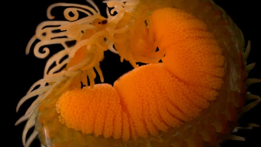 شاهد صوراً مذهلة لصغار بعض الكائنات البحرية