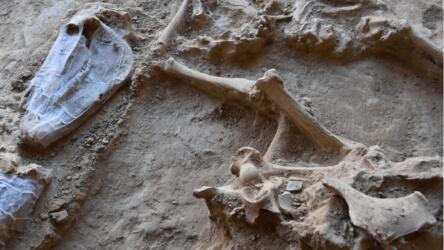 دراسة جديدة تكشف الحقائق وراء طقوس التضحية بالحيوانات في العصر الحديدي