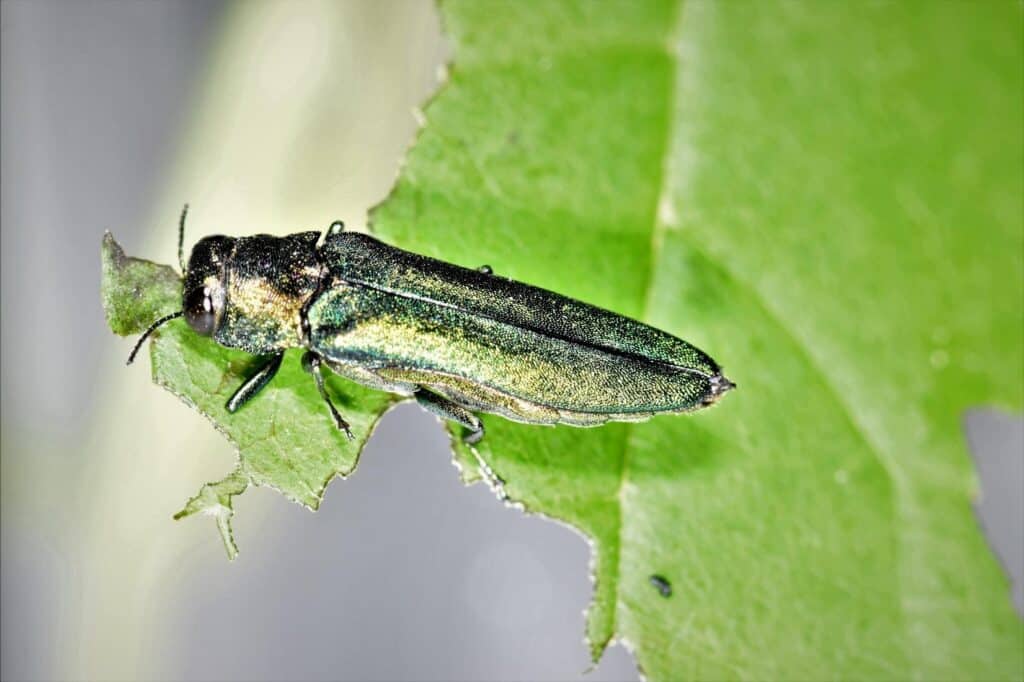 الدبابير الروسية 