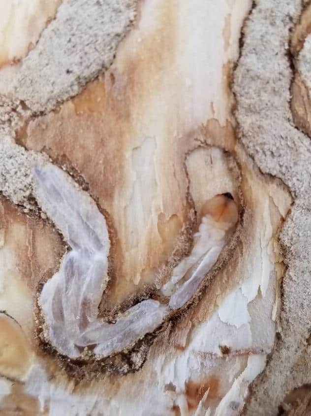 الدبابير الروسية