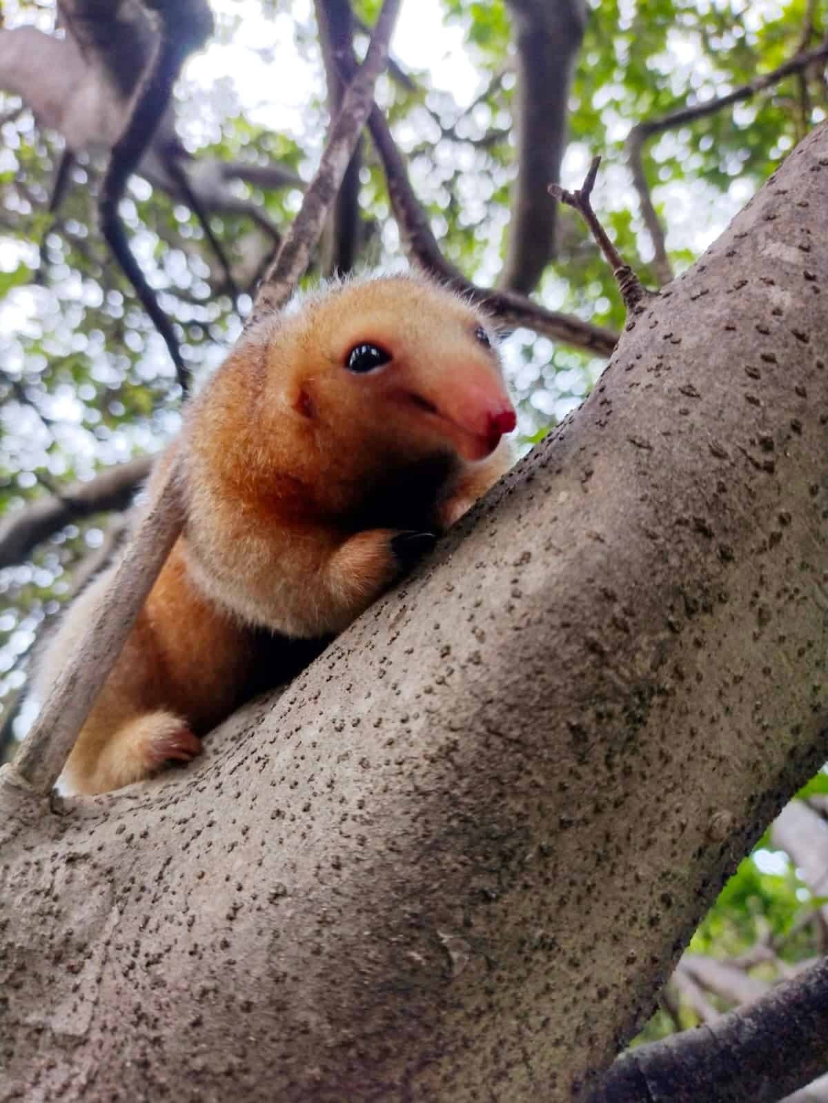 لا يعرف العلماء عدد آكلات النمل الحريرية التي تعيش في دلتا بارنيبا في البرازيل. وإحصاء عدد هذه الحيوانات المراوغة صعب بسبب كثافة أشجار الأيكة الساحلية. استُخدمت الصورة بإذن من كارينا مولينا