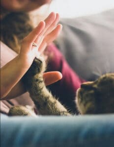 تطبيق ترجمة مواء القطط