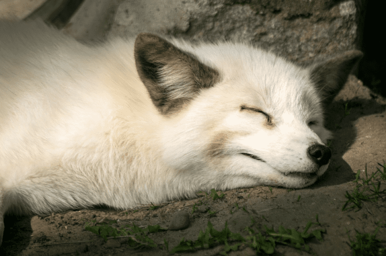 السبات الشتوي