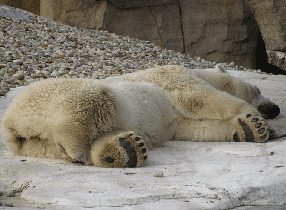 السبات الشتوي لدى الدببة