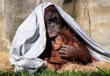 حدائق الحيوانات