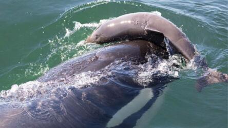 لماذا تقتل حيتان الأوركا خنازير البحر دون أكلها؟