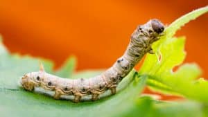 الباحثون يستخدمون آليات النسج التي تتبعها ديدان القز لصنع ألياف نانوية أكثر كفاءة