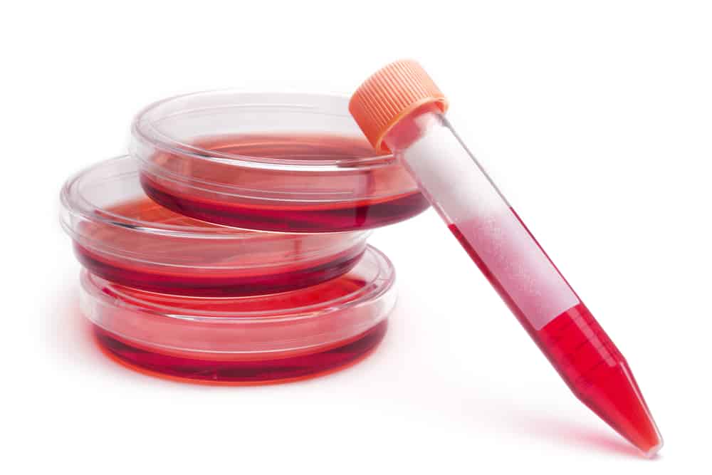 استخدام خلايا البشر في لقاح كورونا