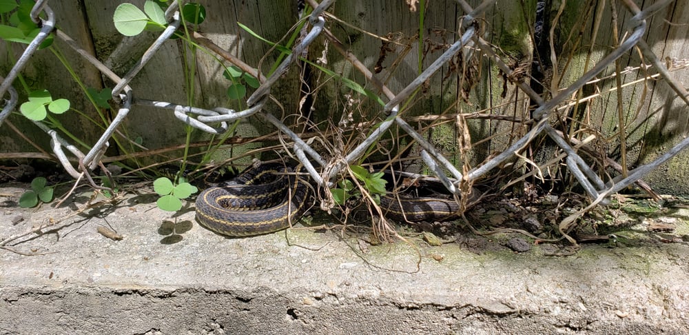 كيفية التخلص من الثعابين المنزلية