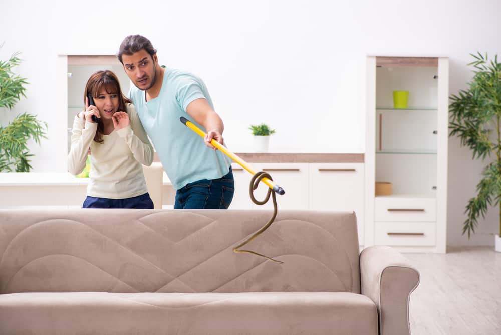 كيفية التخلص من الثعابين المنزلية