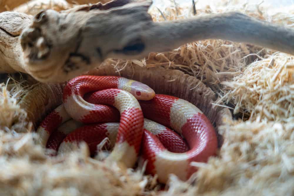 كيفية التخلص من الثعابين المنزلية