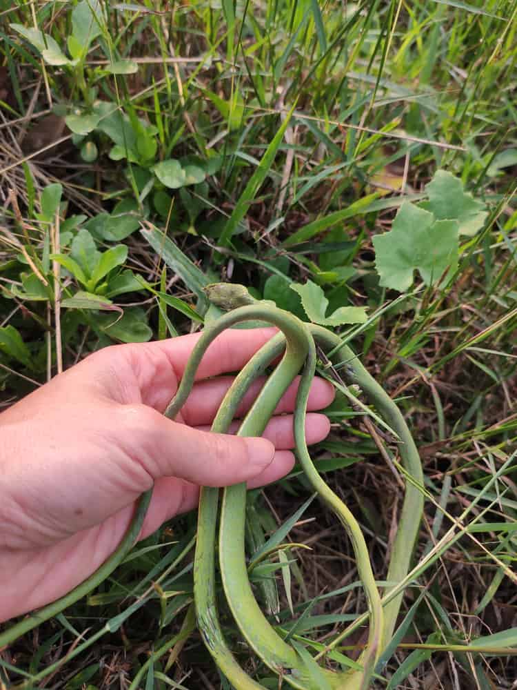 كيفية التخلص من الثعابين المنزلية