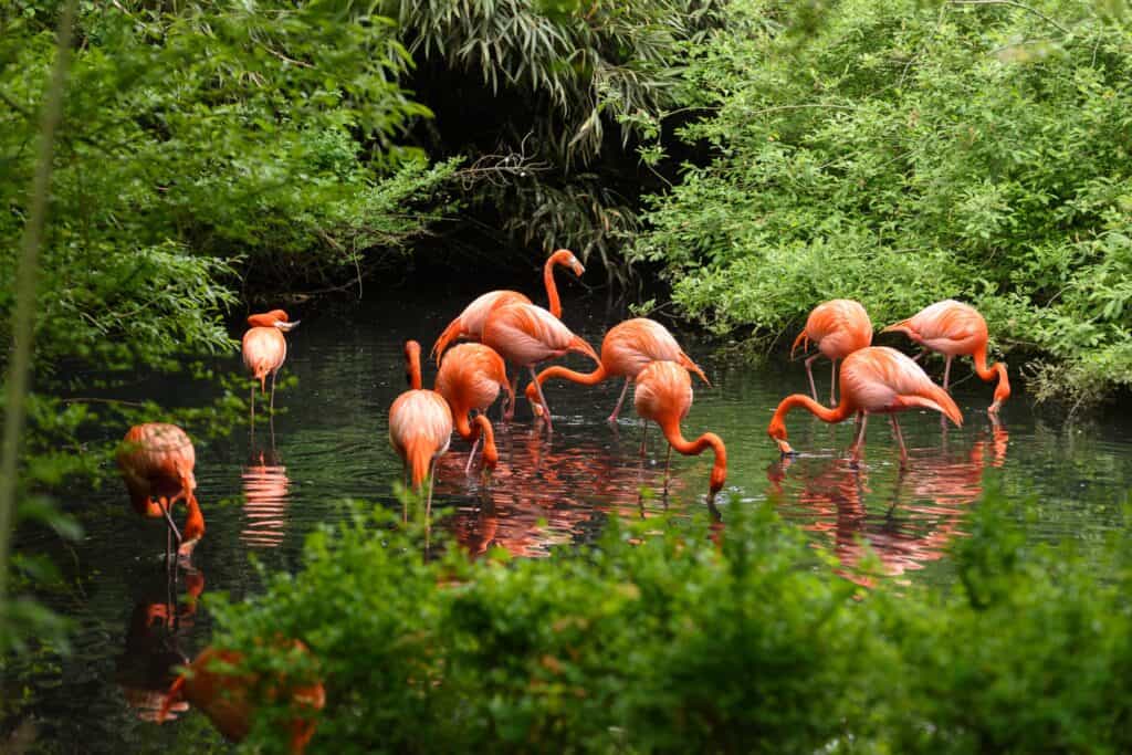 طائر الفلامنجو