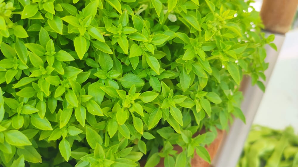 كيفية التخلص من الناموس