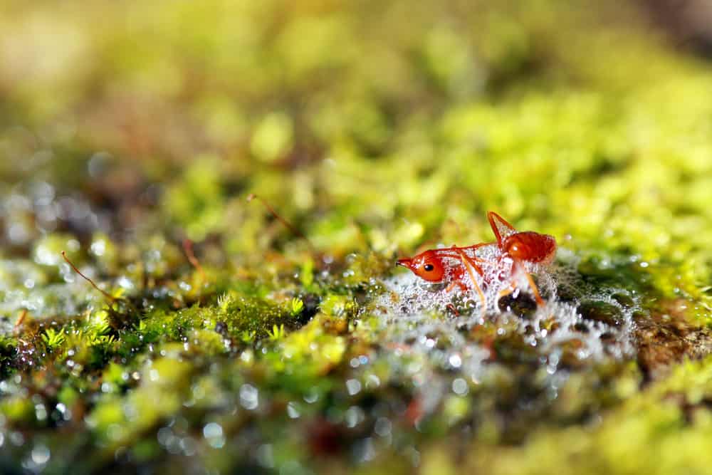 طرق التخلص من النمل