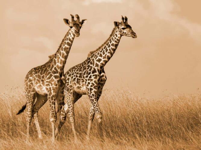 نظرة جديدة على سلوك التزاوج عند الزرافات