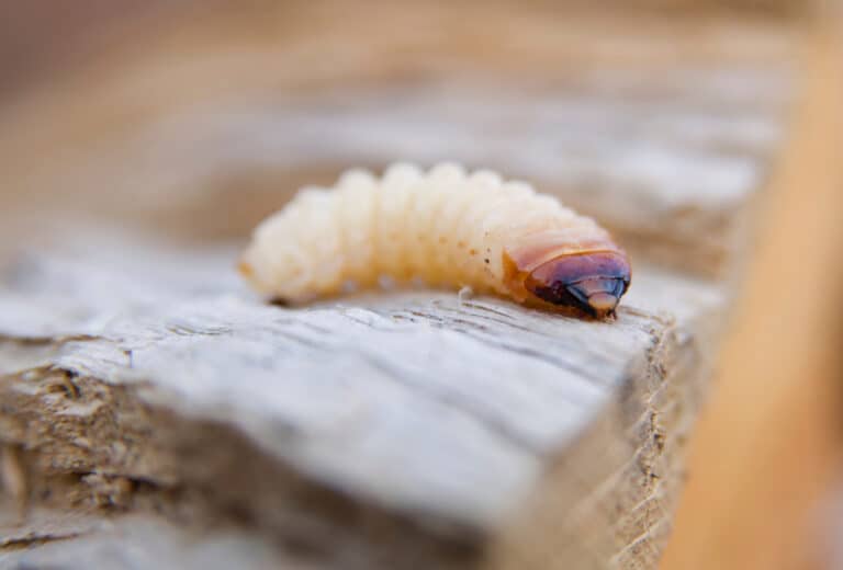 التخلص من سوس الخشب