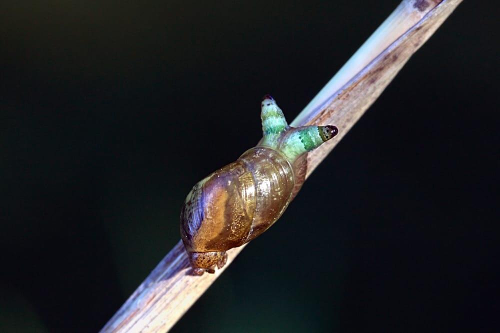 حلزون الزومبي: يجذب مفترسه بعينيه المضيئتين