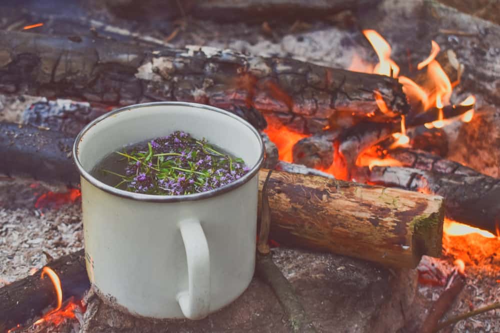 فوائد الزعتر البري