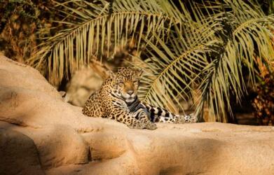 في يومه العالمي الأول: إليك بعض الحقائق المثيرة حول النمر العربي