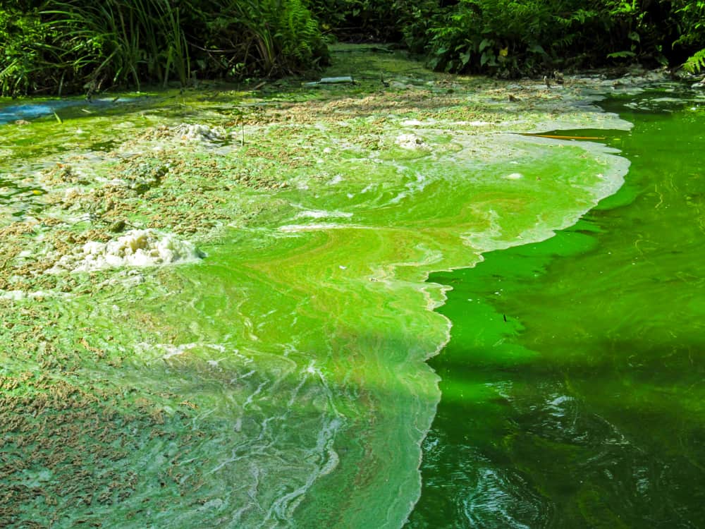 الجراثيم الزرقاء