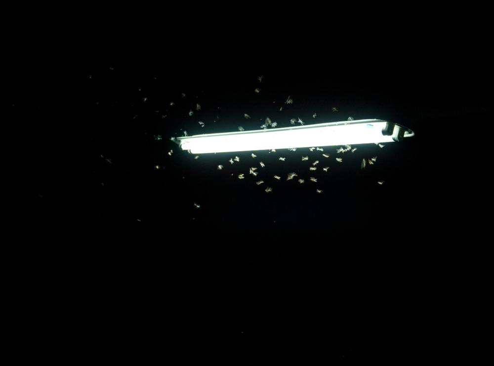 حقوق الصورة: shutterstock.com/ Gideon Ikigai