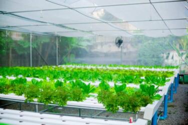 ما هي أنواع محاصيل الزراعة المائية؟