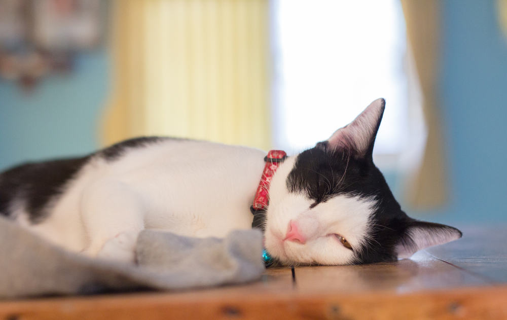 فقدان الشهية عند القطط، تساقط شعر القطط