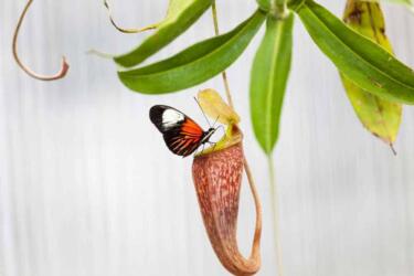 نباتات الإبريق: كيف تصطاد الحشرات وتتغذى عليها؟