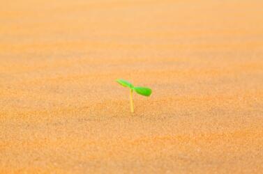 الرمال الشمعية: طريقة مبتكرة لزراعة المحاصيل في الصحراء