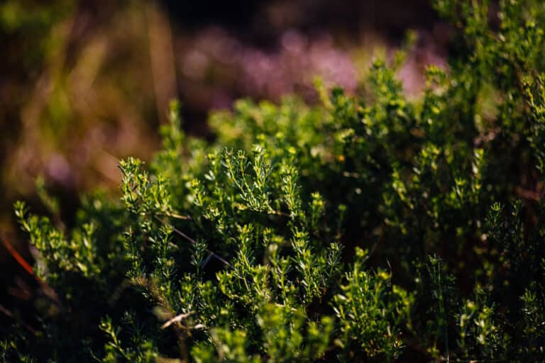 فوائد الزعتر البري